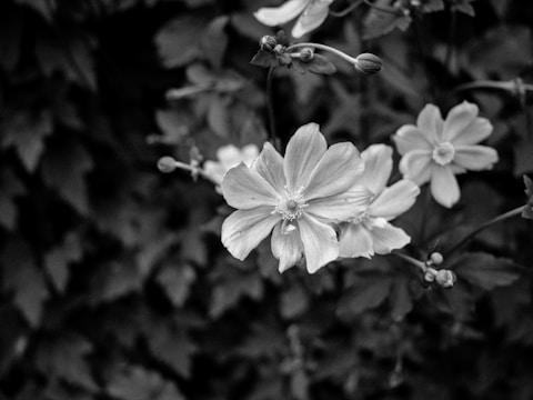 Several flowers in full bloom are captured in close-up, displaying intricate petal details and surrounded by smaller, unopened buds. The background is softly blurred with dense foliage, creating a sharp contrast with the flowers.