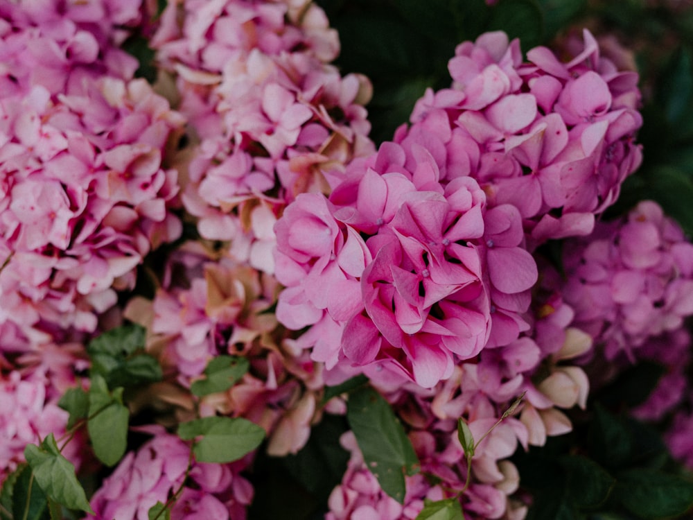 a close up of a bunch of pink flowers