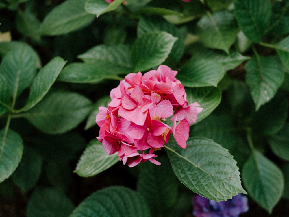 a close up of a pink flower with green leaves