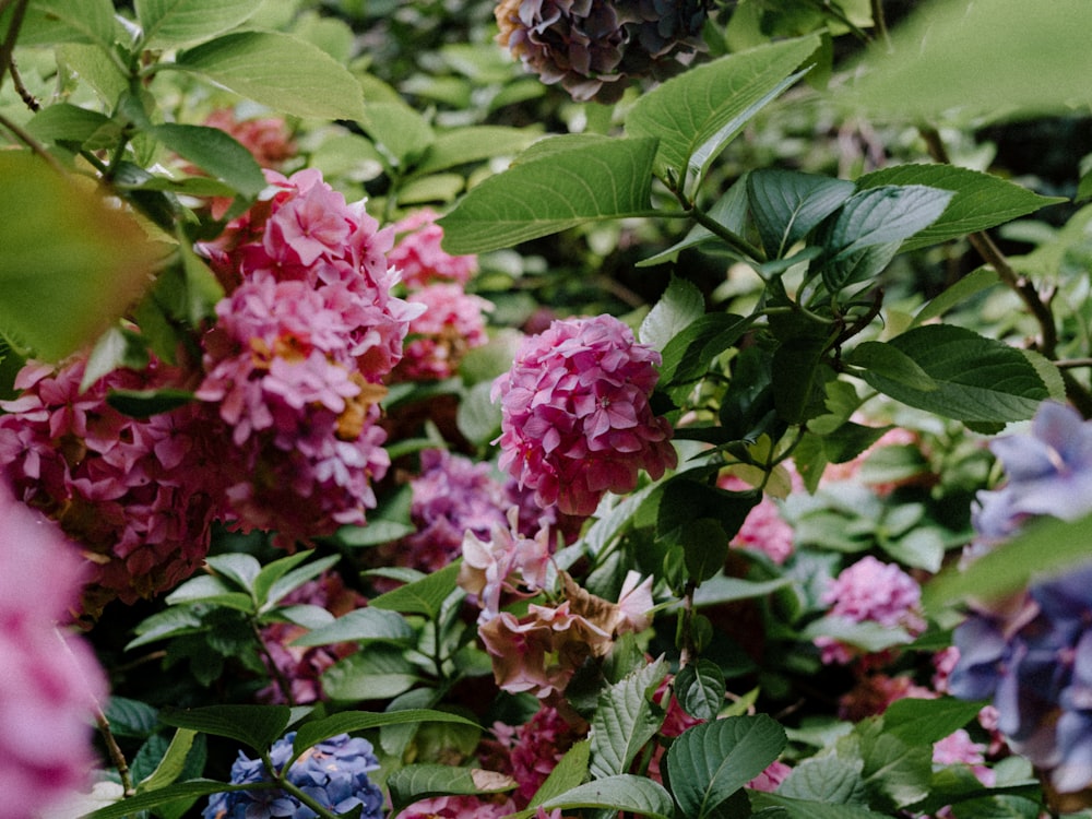 a bunch of flowers that are in the grass