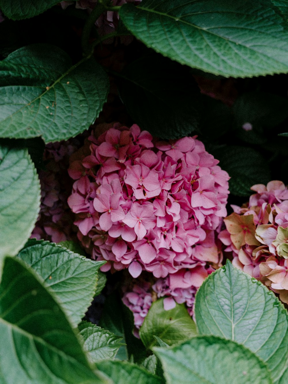 a close up of a pink flower surrounded by green leaves