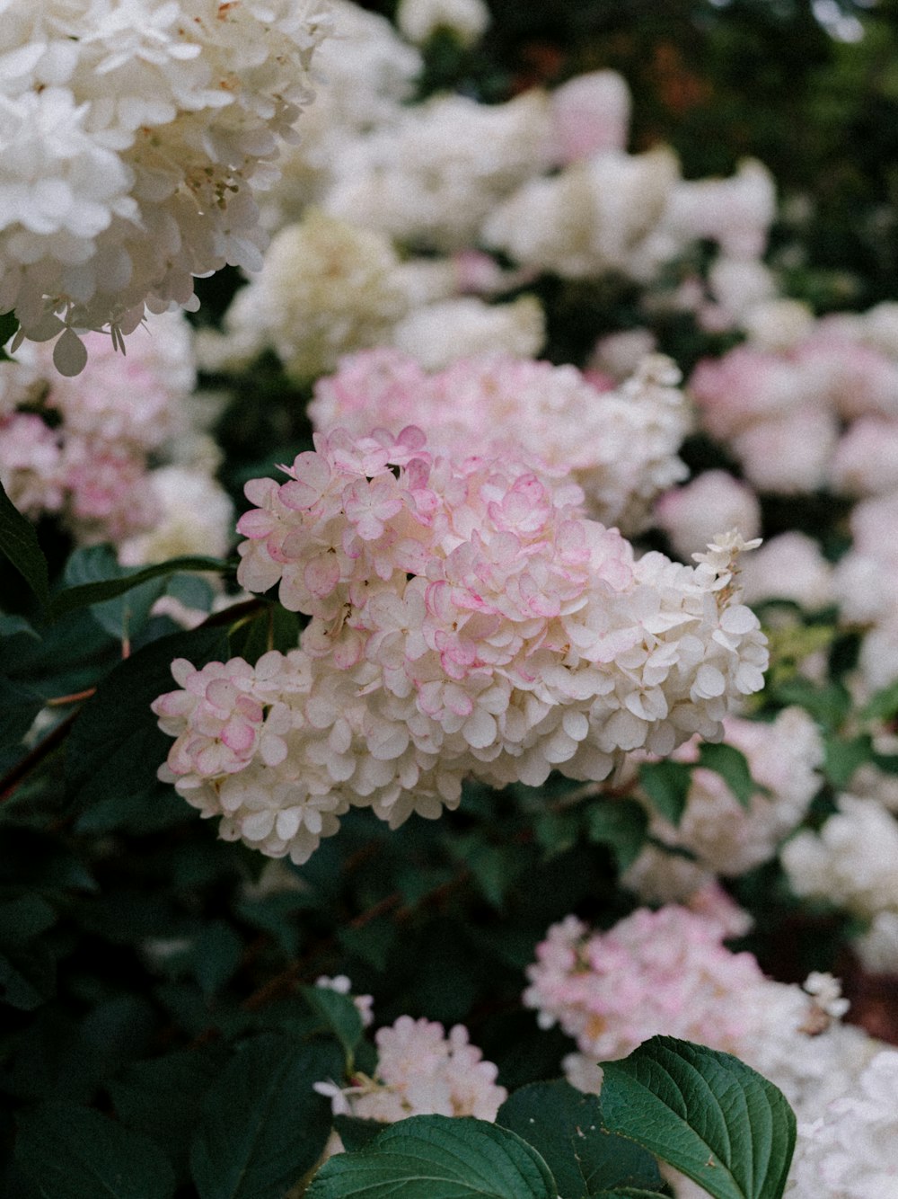 un mazzo di fiori rosa e bianchi in un giardino