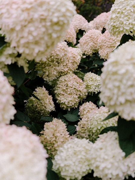 Vipphortensia