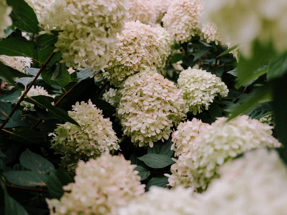 un mazzo di fiori bianchi con foglie verdi