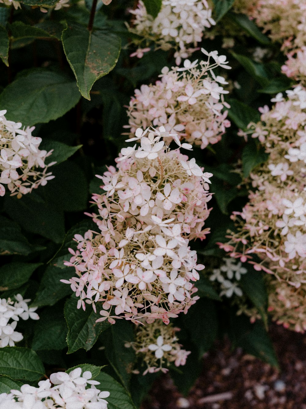 un mazzo di fiori bianchi e rosa in un giardino