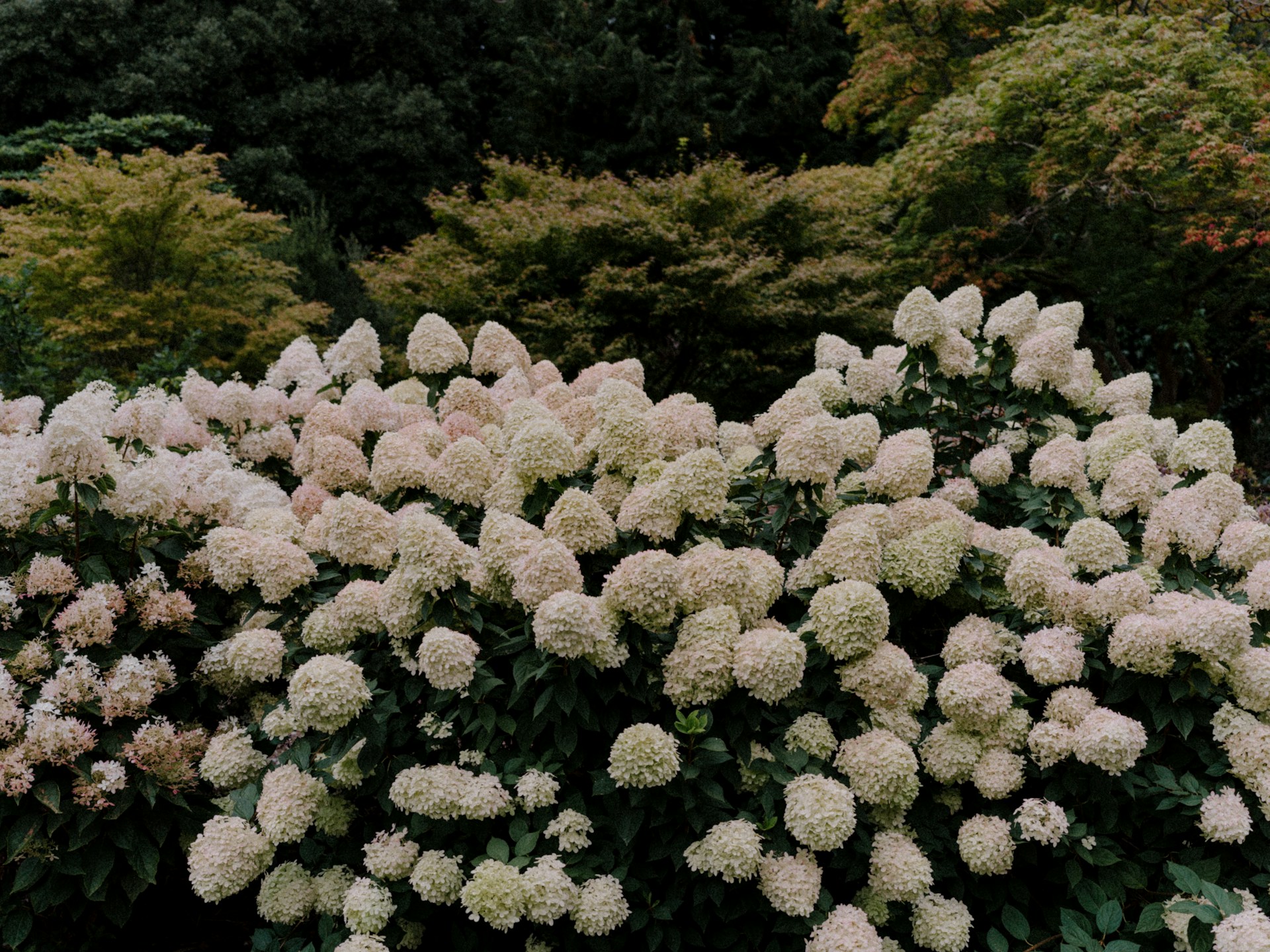 a bunch of flowers that are next to each other