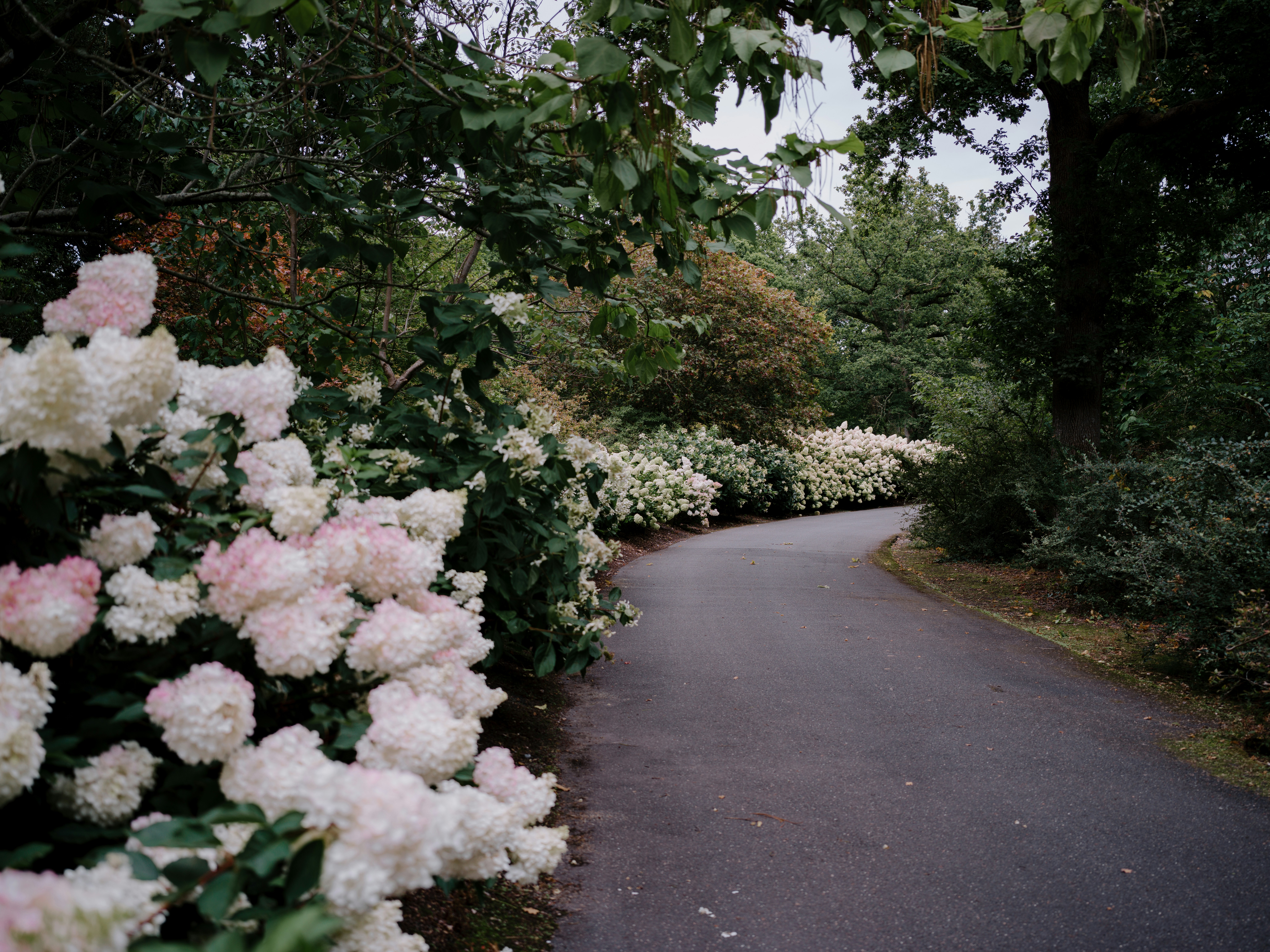a paved road surrounded by white and pink flowers