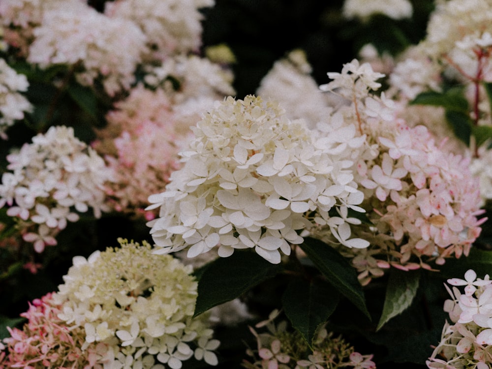 un mazzo di fiori bianchi e rosa con foglie verdi