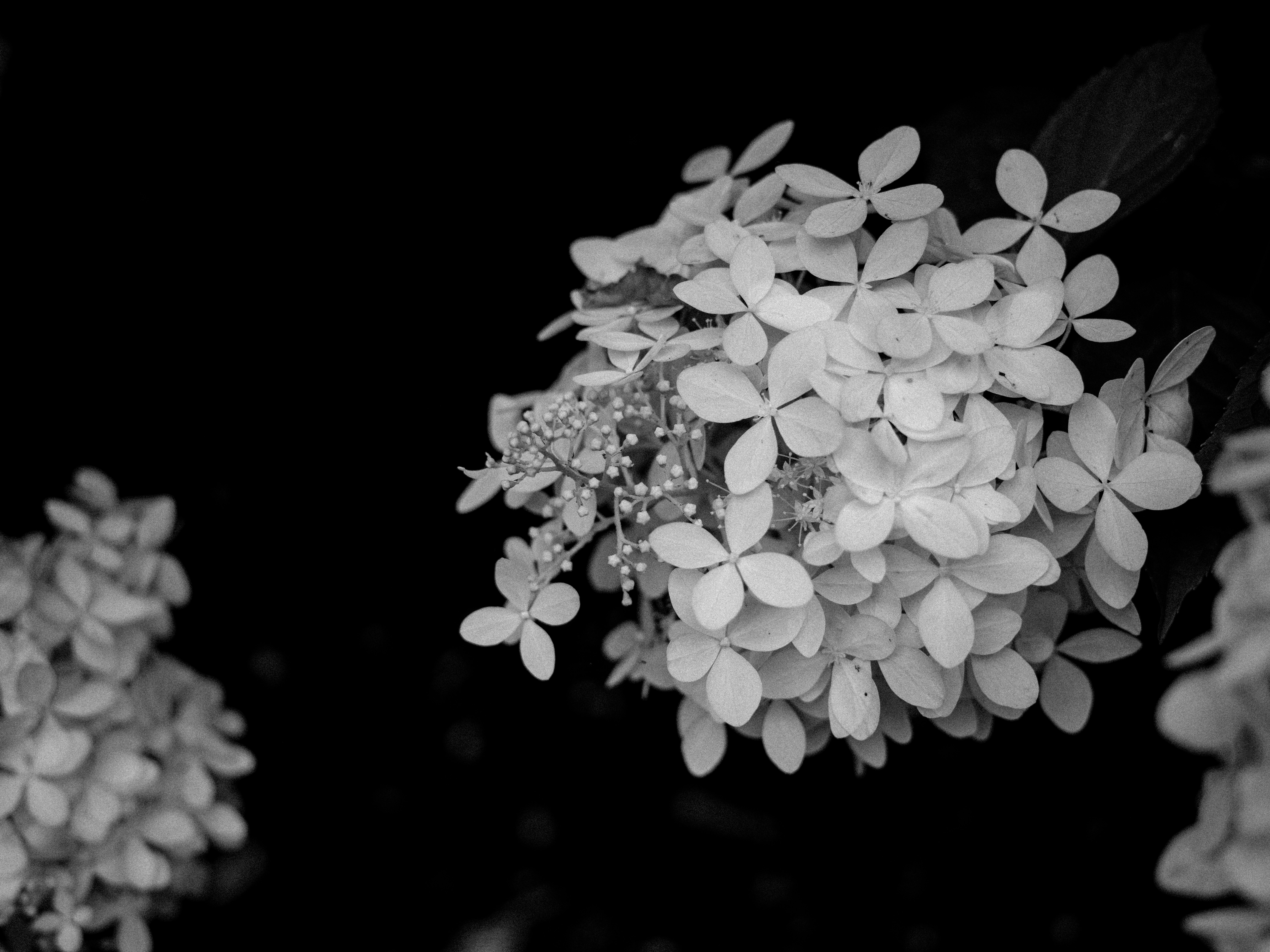 Ein Schwarz-Weiß-Foto von einem Blumenstrauß