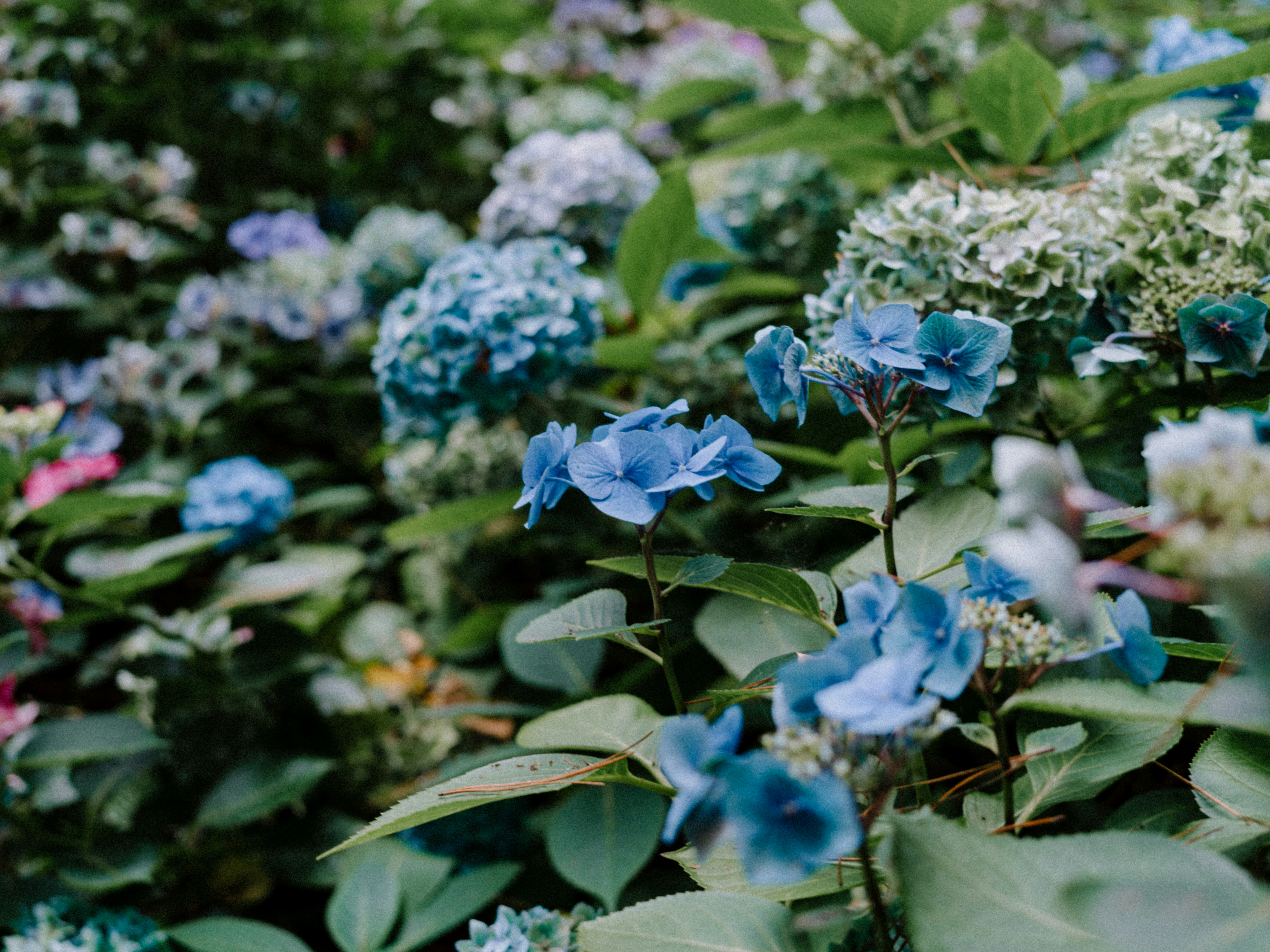 Photo by anniespratt