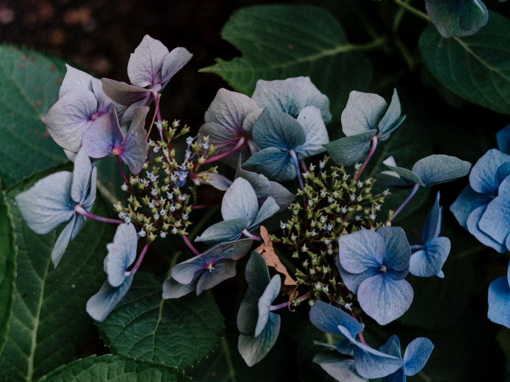 a group of blue flowers sitting on top of green leaves