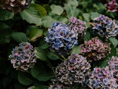 Plantes extérieures, hortensias