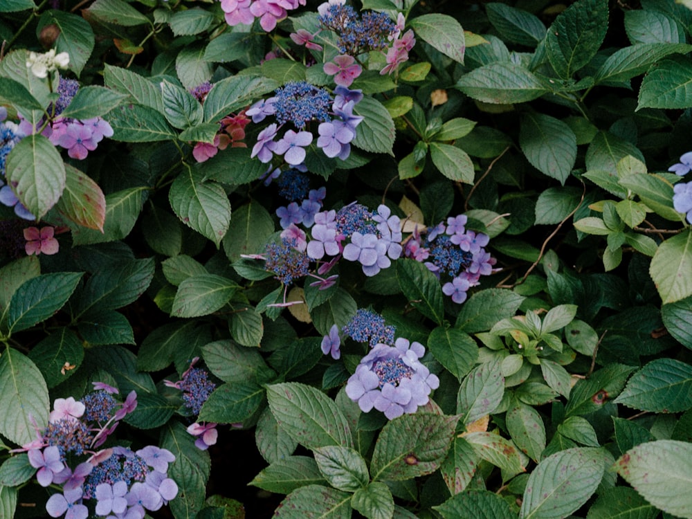 a bunch of purple and blue flowers on a bush