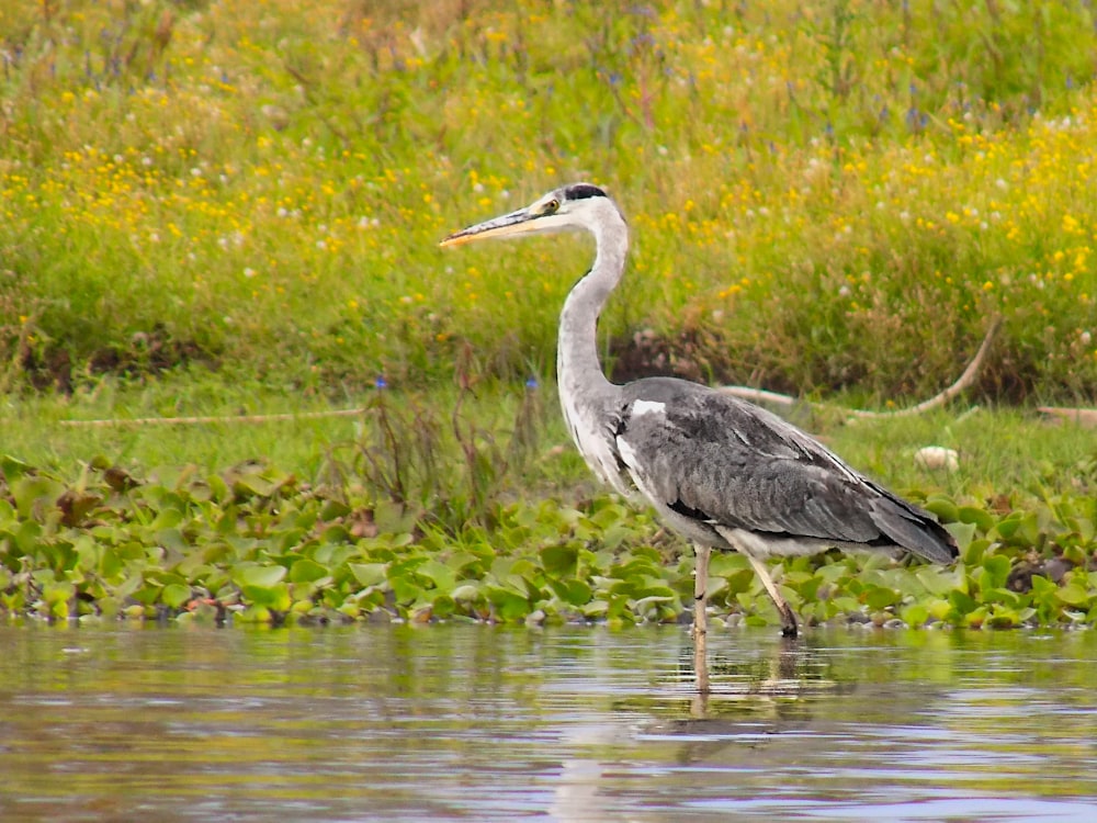 a bird is standing in the water near the grass