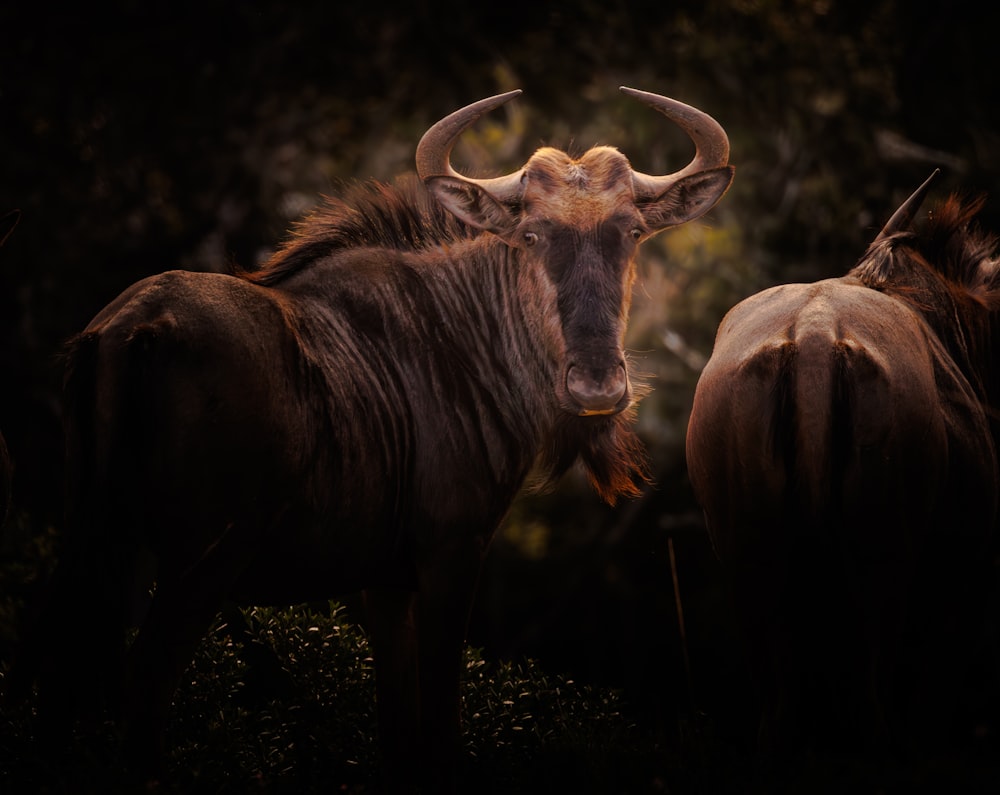 a couple of animals that are standing in the grass