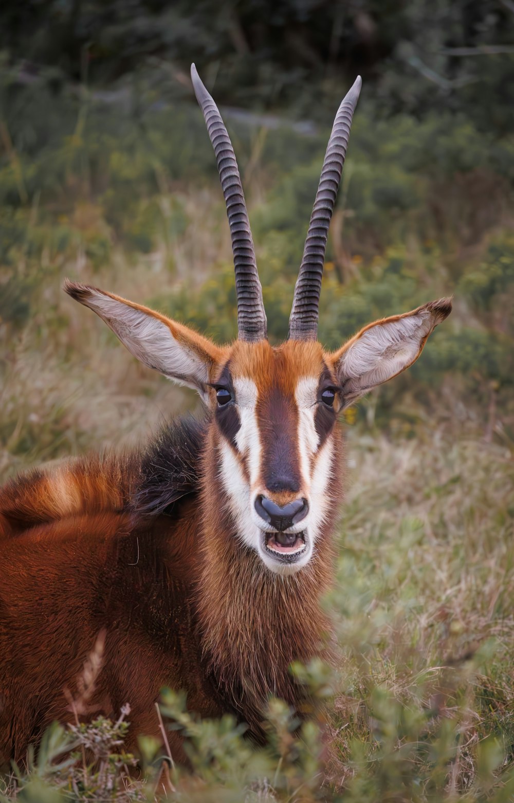 a close up of a goat with very long horns