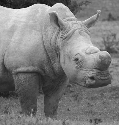 a black and white photo of a rhinoceros