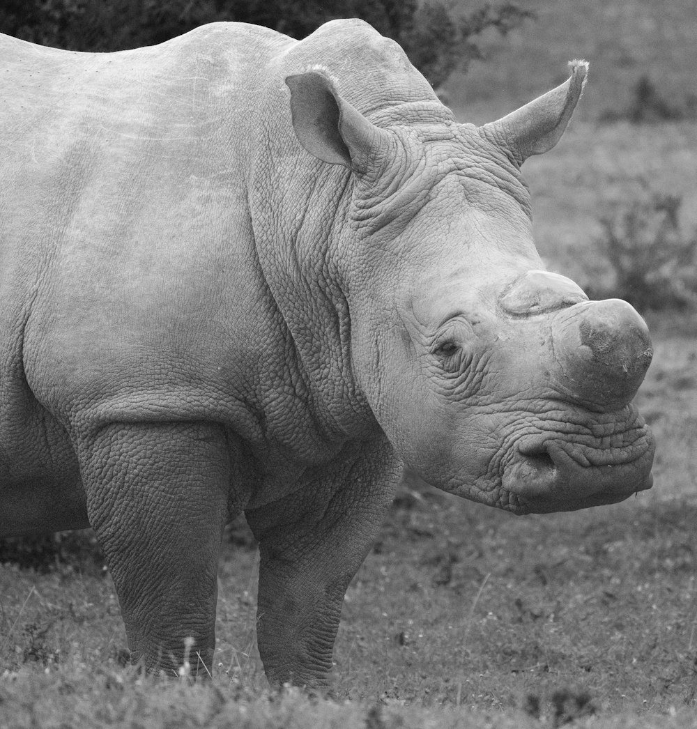 a black and white photo of a rhinoceros