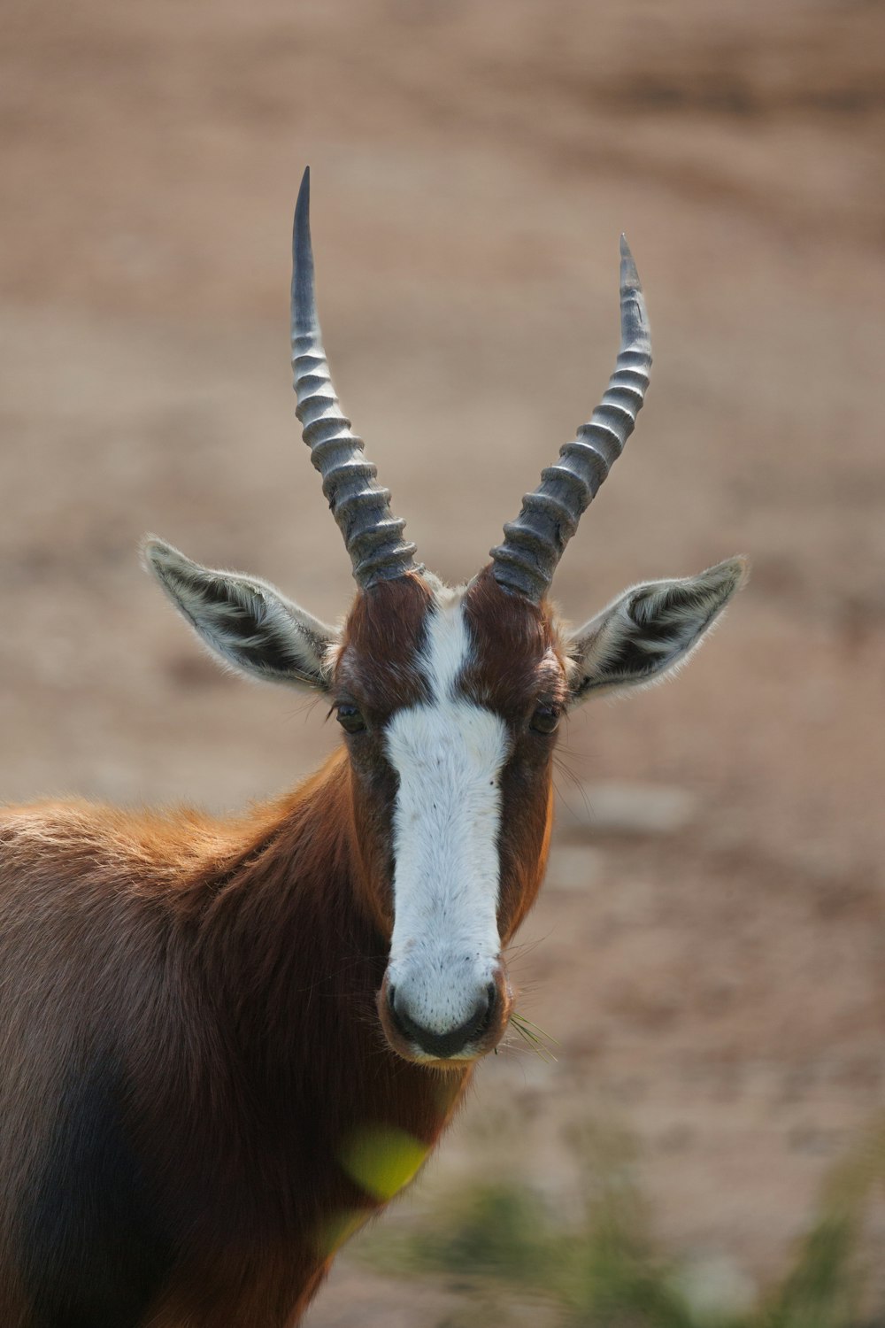 a close up of a goat with very long horns