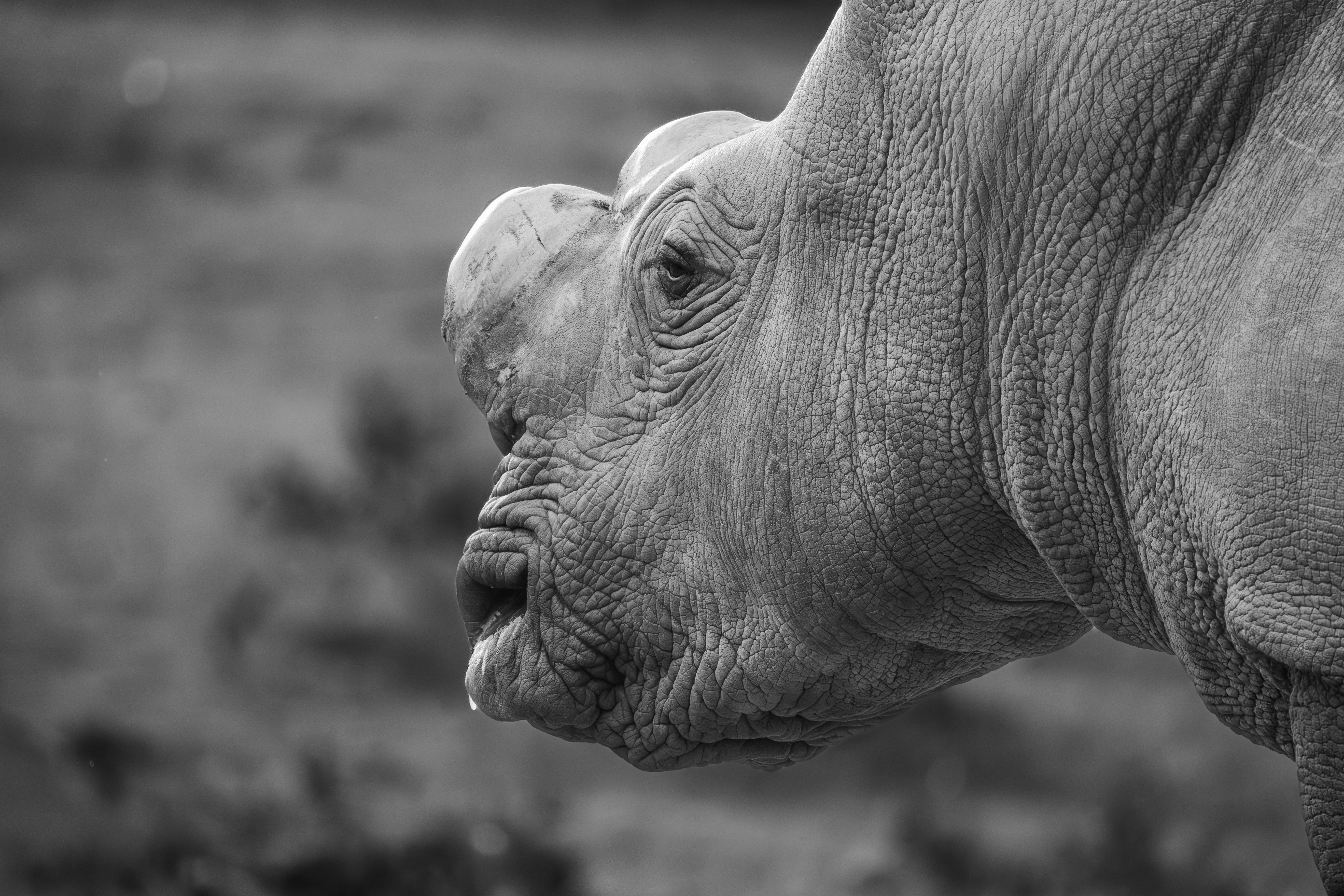 a black and white photo of a rhino