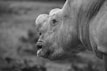 a black and white photo of a rhino