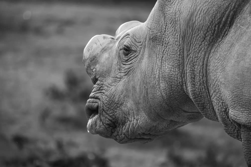a black and white photo of a rhino