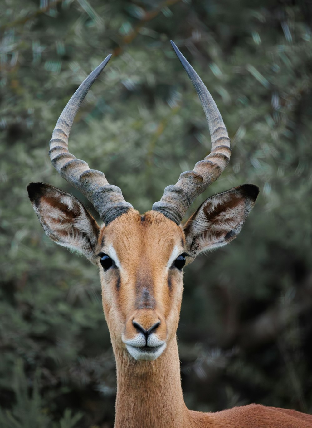 a close up of a deer with large horns