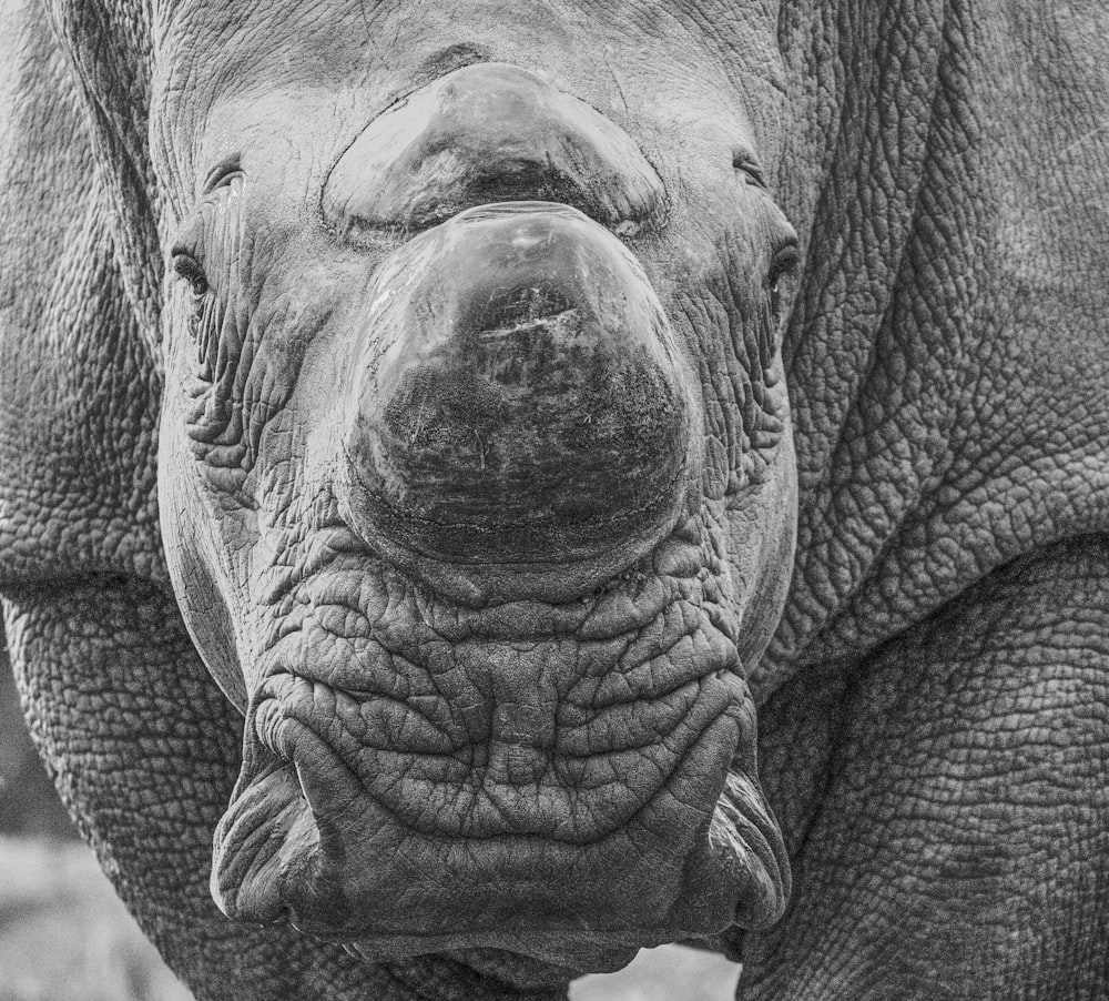 a black and white photo of a rhino's face