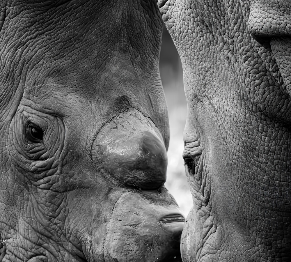 a close up of two rhinos face to face
