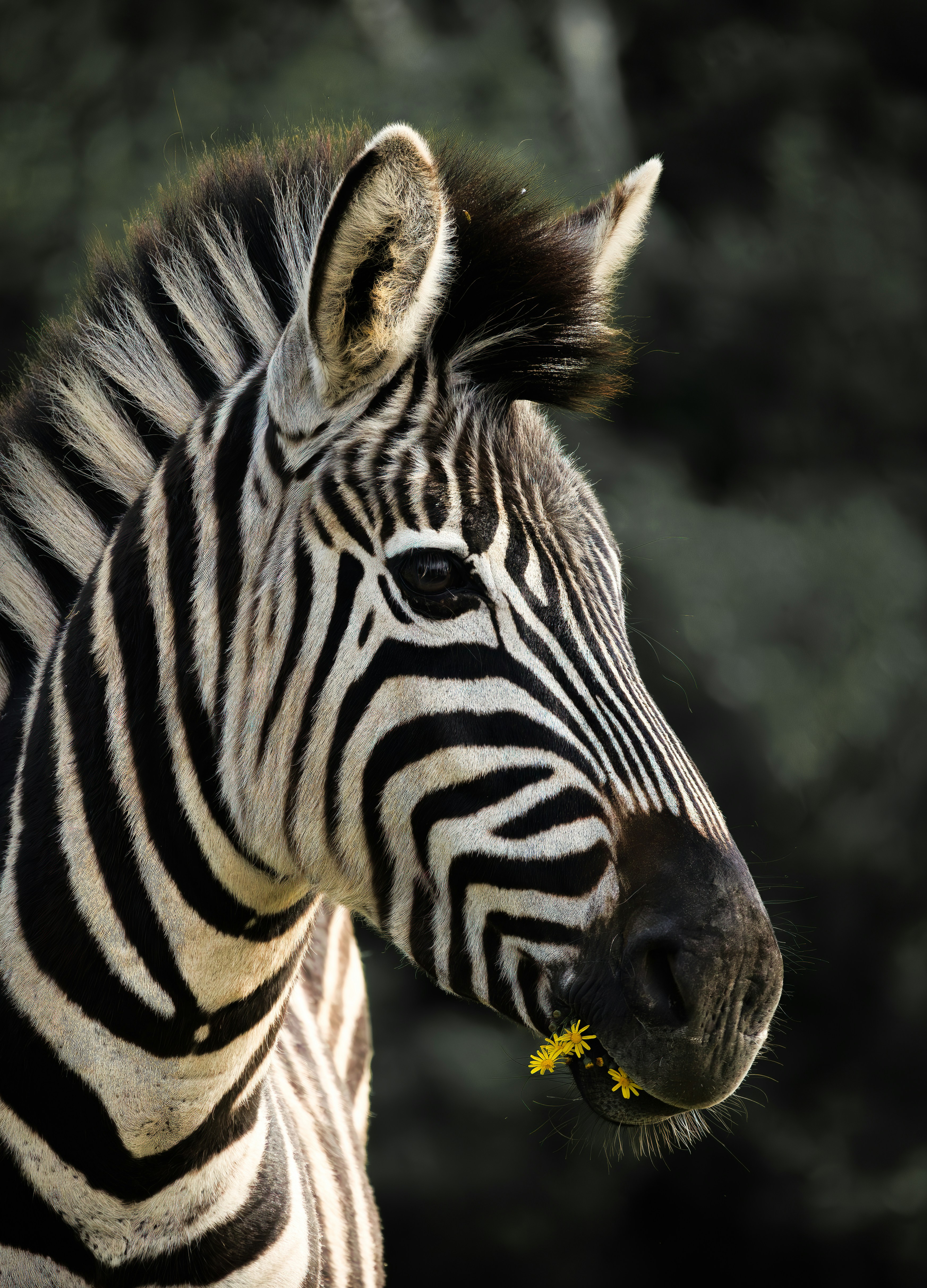 a close up of a zebra with trees in the background