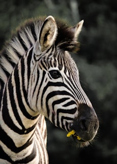 a close up of a zebra with trees in the background