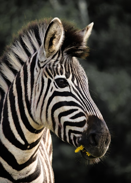 a close up of a zebra with trees in the background