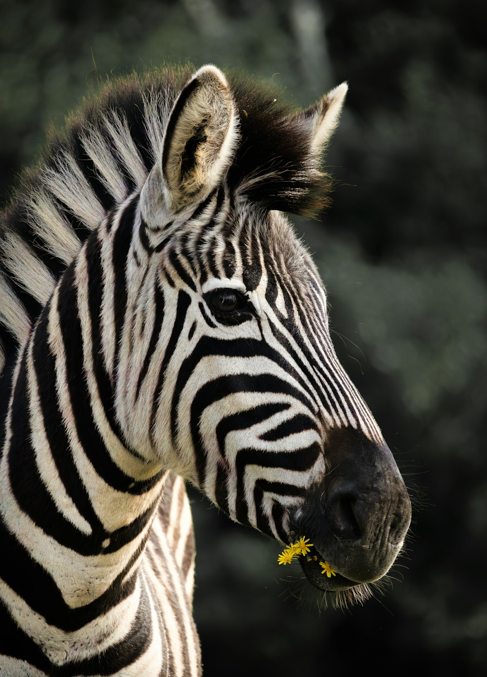 a close up of a zebra with trees in the background
