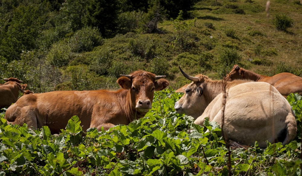 a herd of cattle standing on top of a lush green field