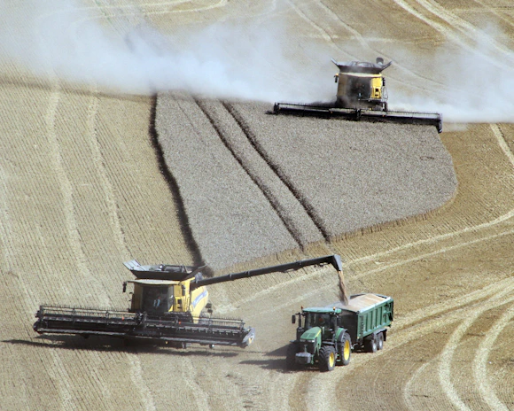 Agricultural machinery operating in a vast grain field with big bags lined up for collection.
