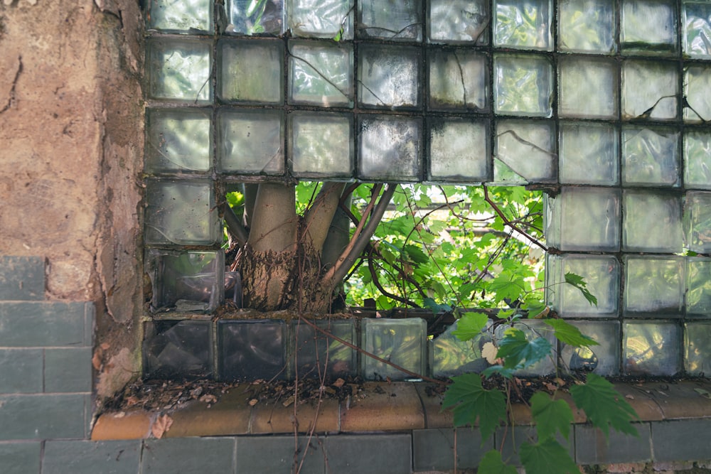 a tree growing through a broken glass block window