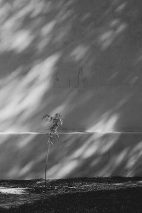A small, slender tree stands alone against a textured wall, with soft, diffused shadows playing across the surface. The scene is monochromatic, primarily in shades of gray, creating a calm and contemplative atmosphere.