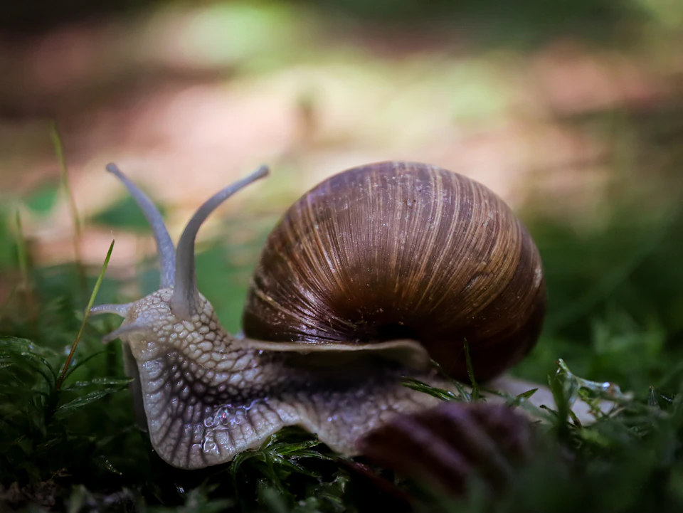 The image shows a brown and gray snail making its way across a bed of green moss. The snail is moving towards the right side of the frame, leaving behind a trail on the mossy surface. The background appears to be a forest or wooded area with trees visible in the distance.