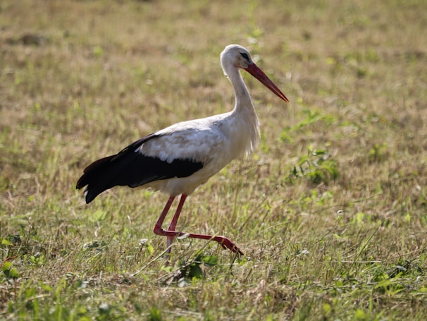 A white stork bird flying with a shipping box, symbolizing reliable transportation.