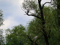 A peaceful scene of birds resting calmly on natural perches surrounded by greenery.