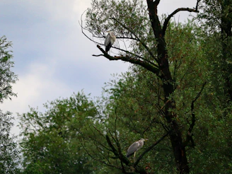 A peaceful scene of birds resting calmly on natural perches surrounded by greenery.