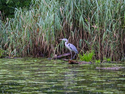 A heron stands by the water's edge surrounded by tall grasses and reeds. The water surface is covered with patches of green algae, creating a serene and natural wetland scenery. The bird is poised on a piece of wood, attentively observing its surroundings.