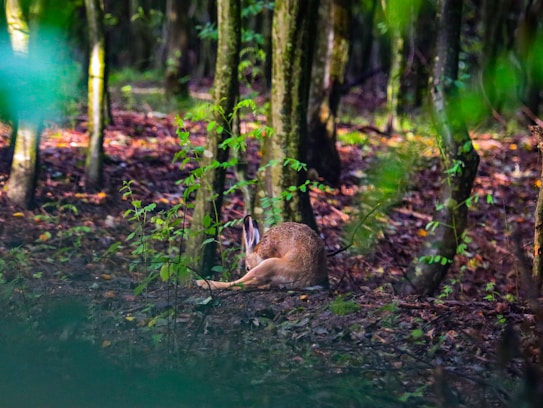 A forest scene with a deer lying on the ground partially hidden by foliage. The area is densely wooded with trees and green leaves, while the forest floor is covered in dry leaves and scattered plants.