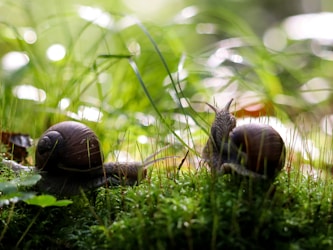 Embracing Slow Living: A Minimalist Approach to Life