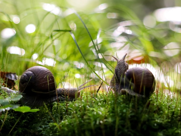 Embracing Slow Living: A Minimalist Approach to Life