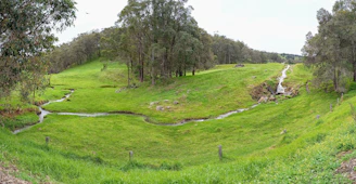 A serene view of Waiakalua’s lush valley with native trees and a clear flowing stream under soft sunlight.