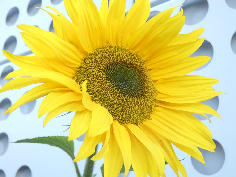 a yellow sunflower with a green center surrounded by holes