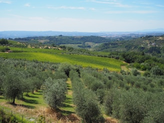 A sprawling landscape featuring rolling hills covered with neatly arranged rows of olive trees and vineyards. The foreground presents a dense collection of olive trees, while the middle and background showcase vibrant green vineyards extending into the lush, undulating hills. In the distance, the hills continue with patches of forests, under a clear blue sky.