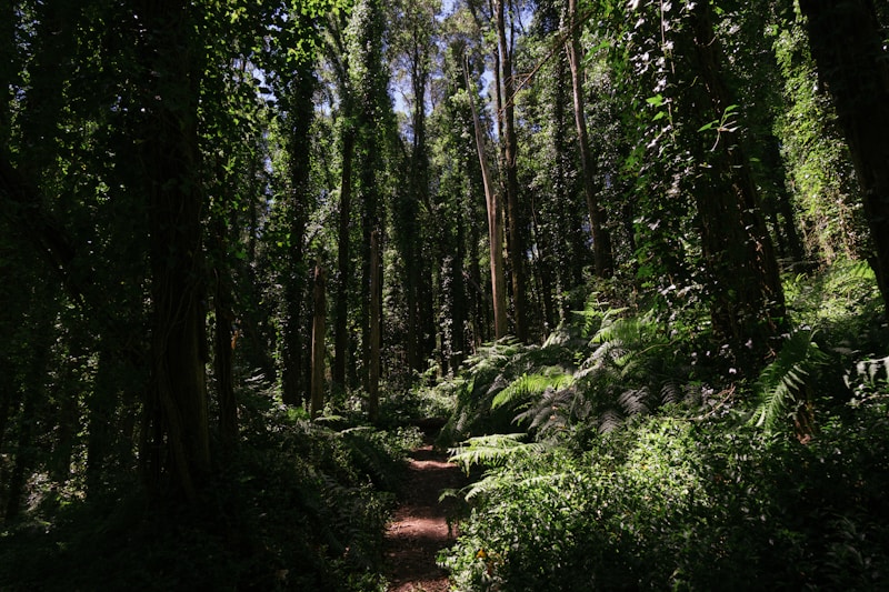 Forest Trail