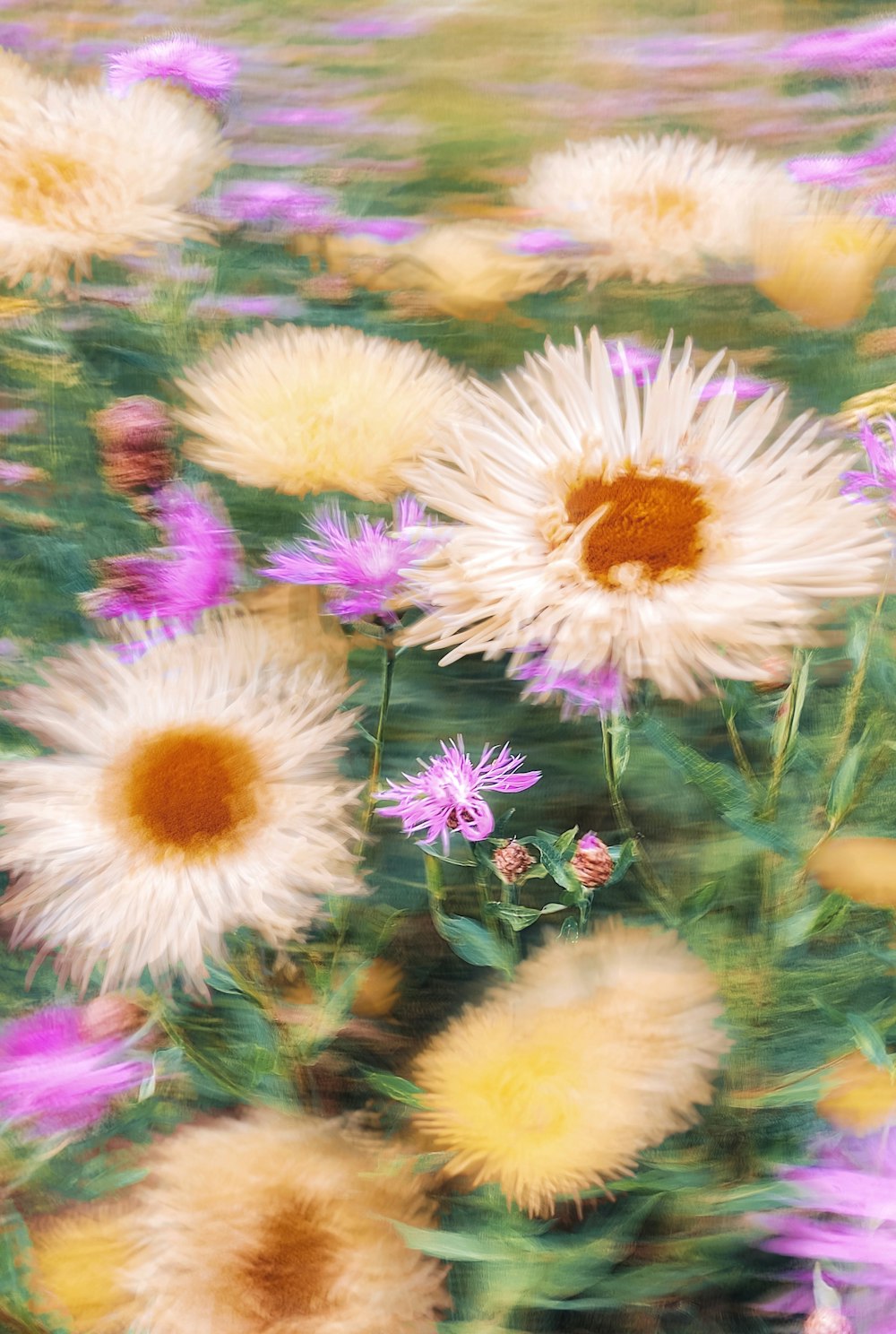 a bunch of flowers that are in the grass